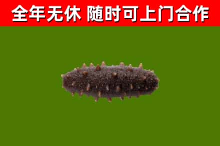 千山回收海参干